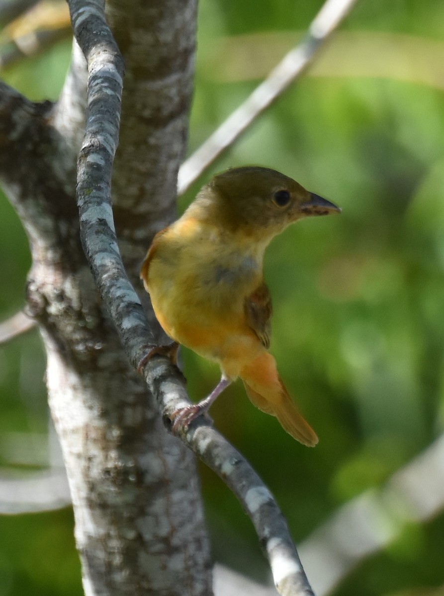 Summer Tanager - ML620624436