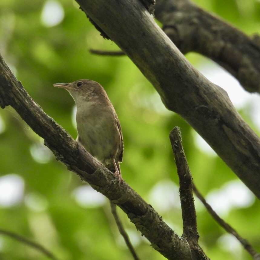 House Wren - ML620624438