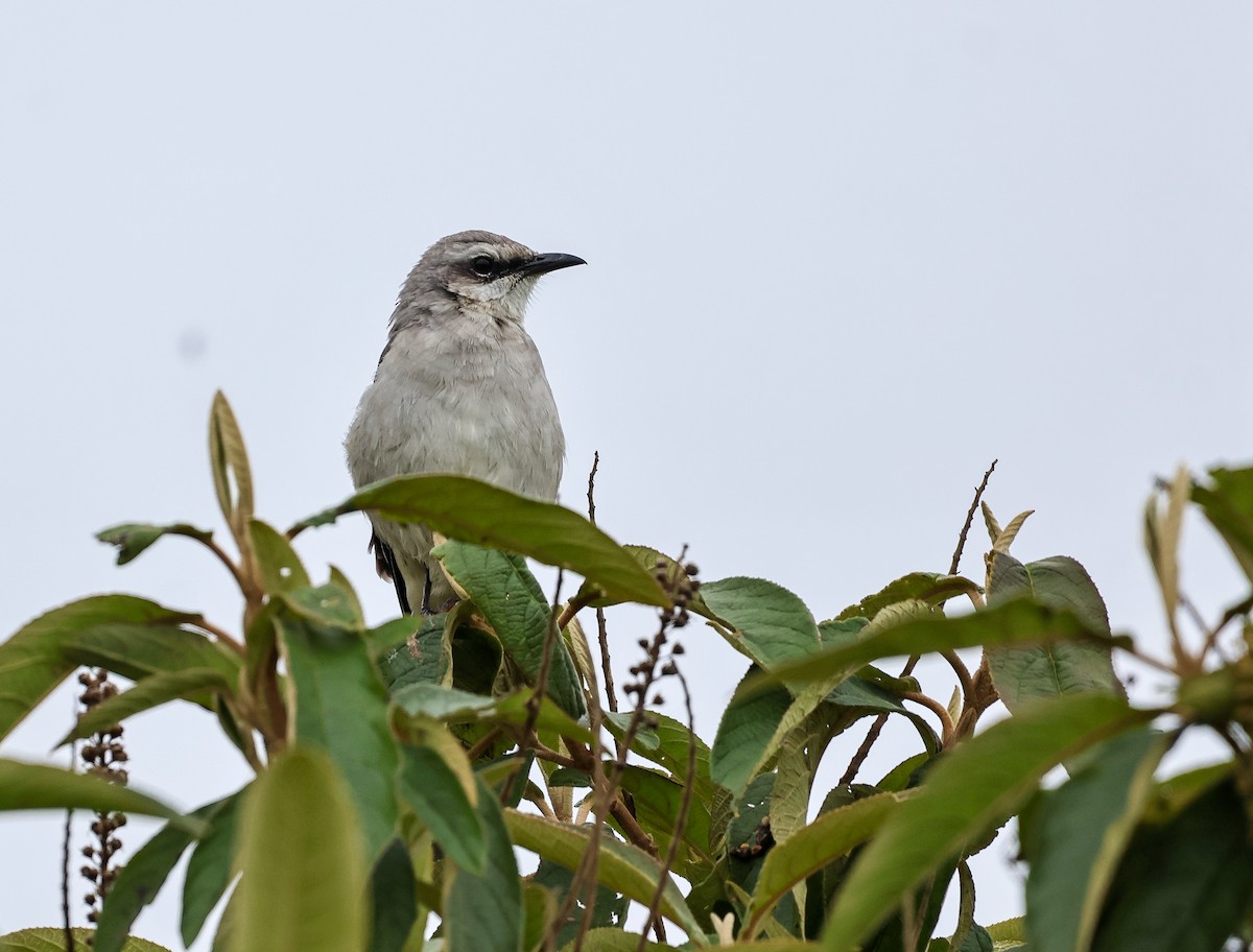 Tropical Mockingbird - ML620624439