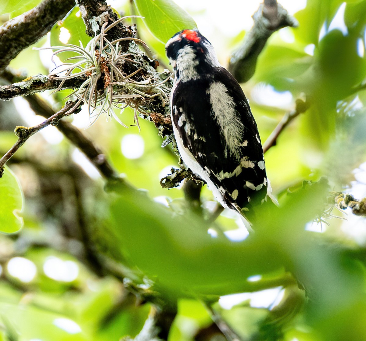 Downy Woodpecker - Jaya Ramanathan