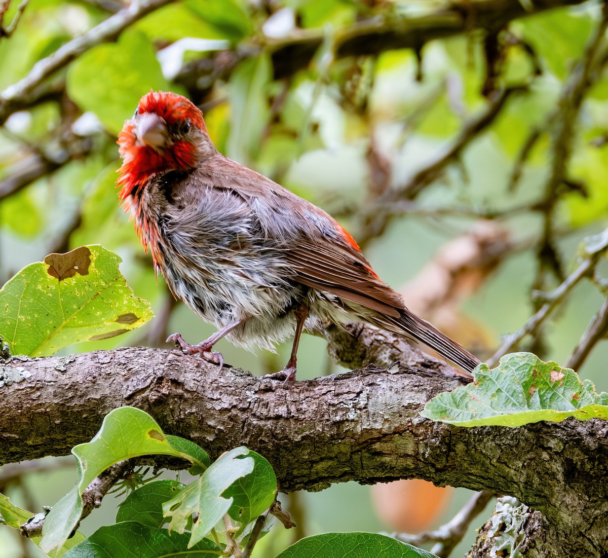 House Finch - Jaya Ramanathan