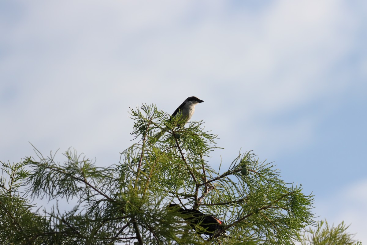 Loggerhead Shrike - ML620624446