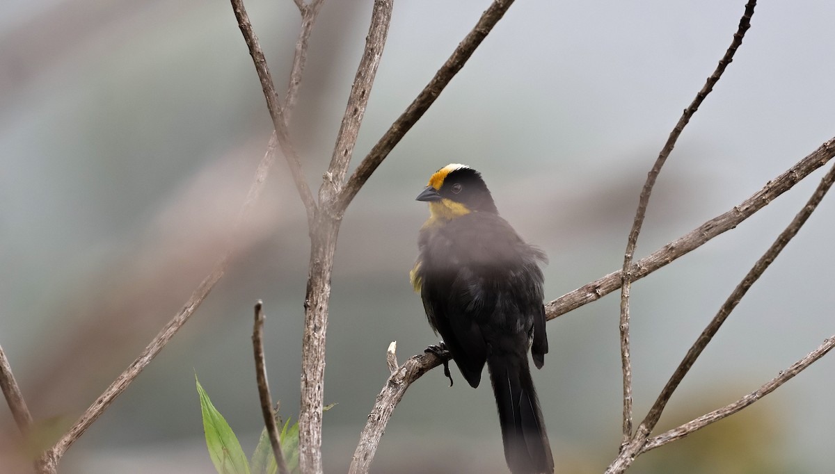 Pale-naped Brushfinch - ML620624447