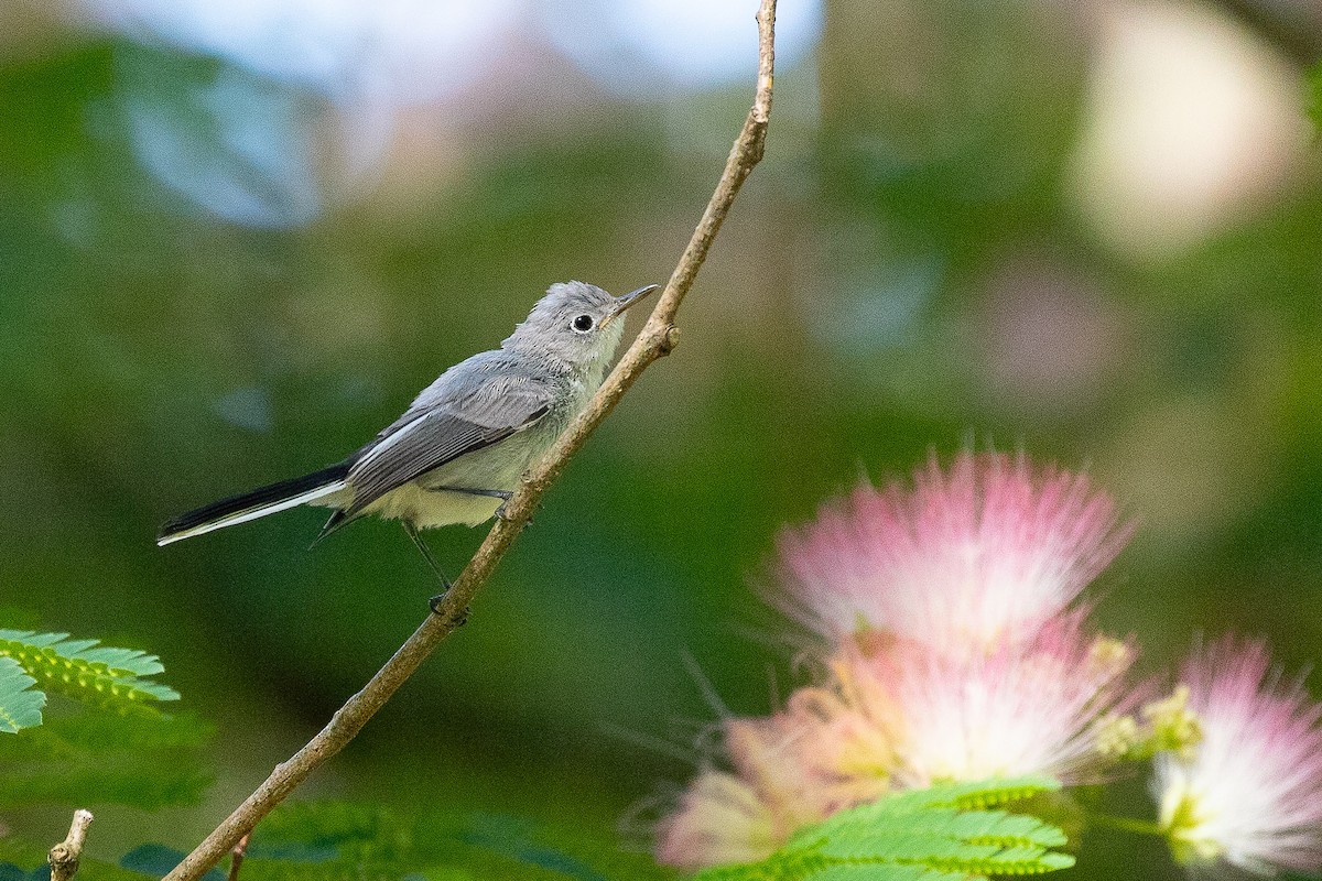 Blue-gray Gnatcatcher - ML620624449