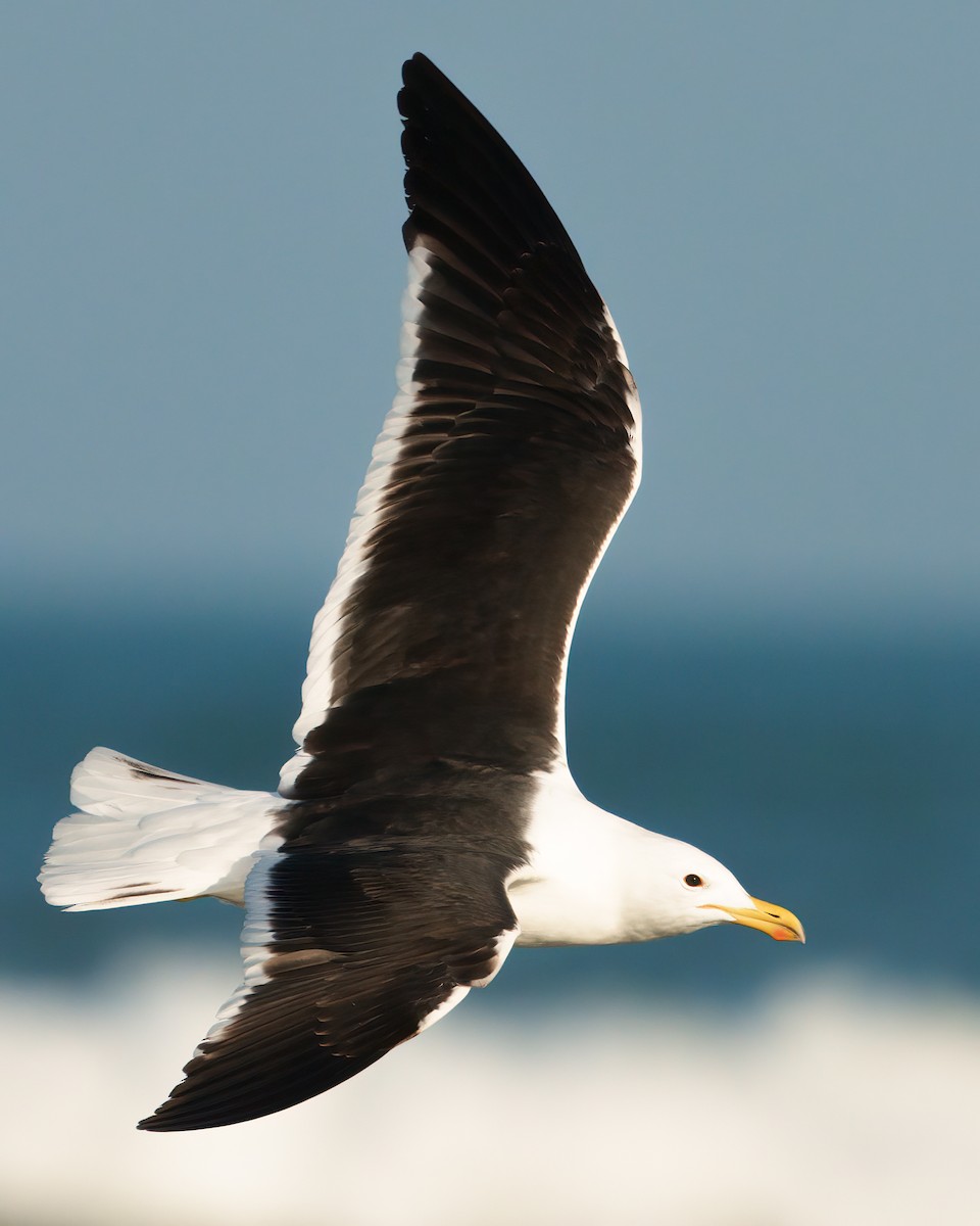 Kelp Gull - ML620624458