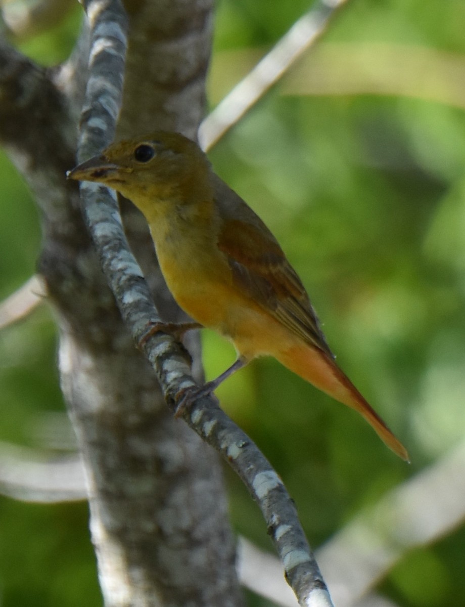 Summer Tanager - ML620624459