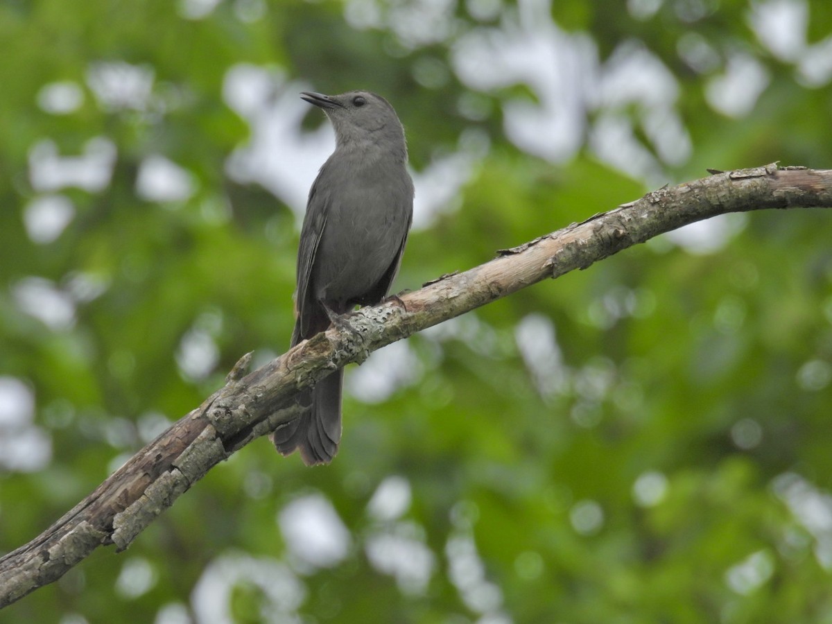 Pájaro Gato Gris - ML620624460