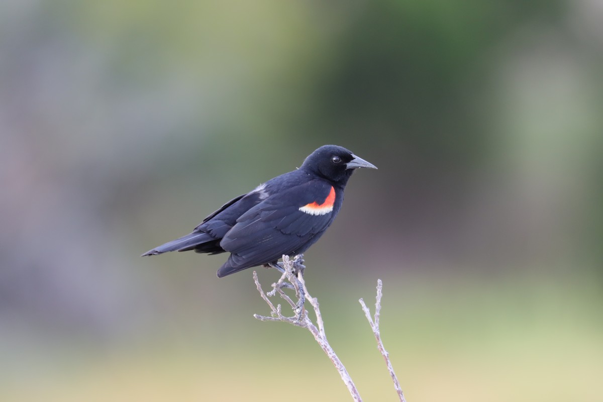 Red-winged Blackbird - ML620624463