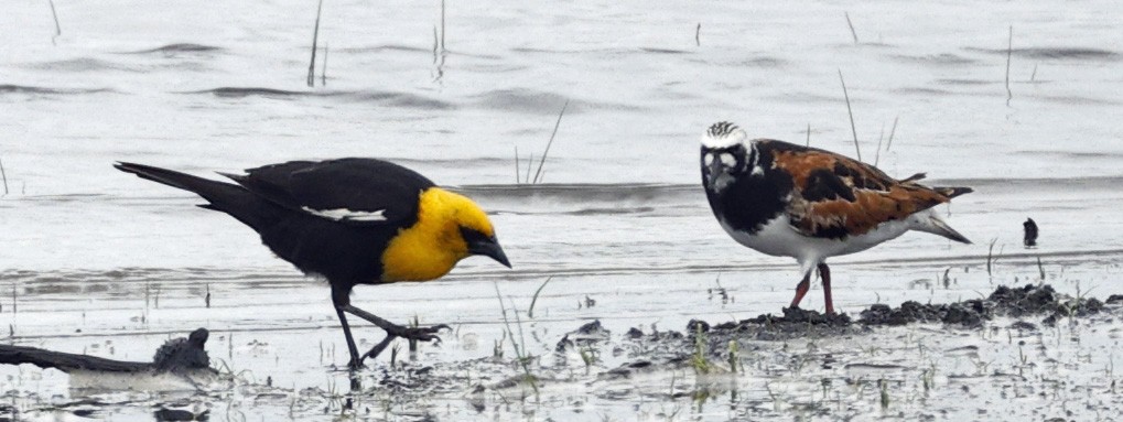 Yellow-headed Blackbird - ML620624465