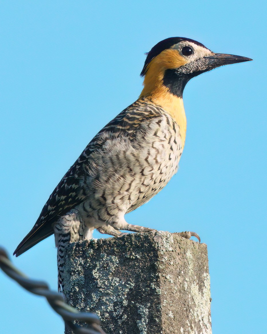 Carpintero Campestre - ML620624469