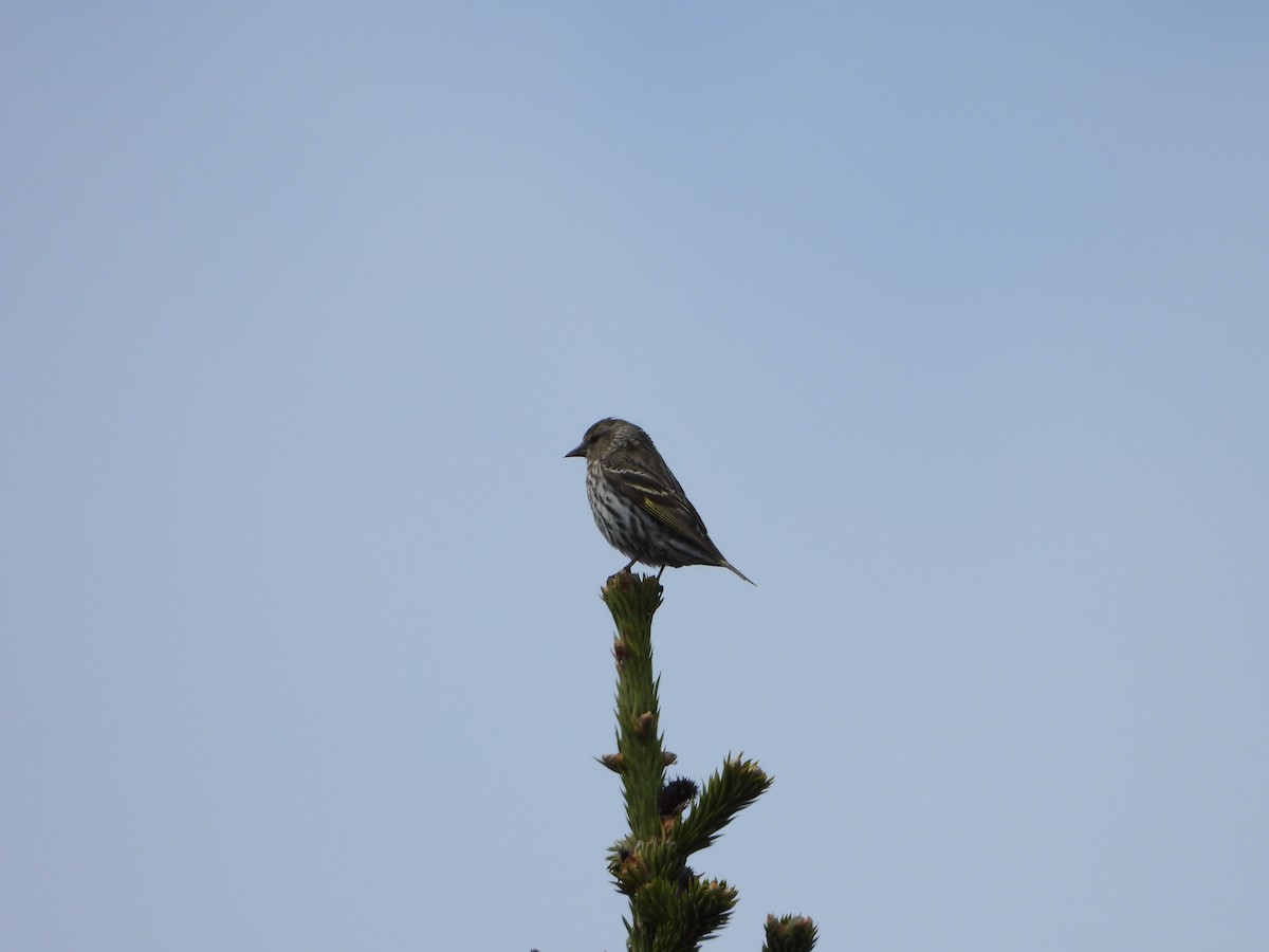 Pine Siskin - ML620624470