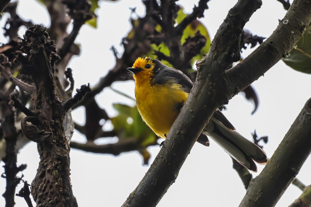 Golden-fronted Redstart - ML620624471