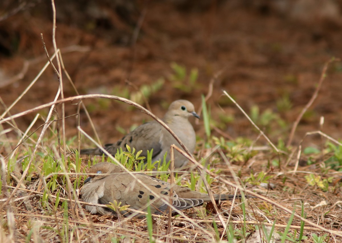 Mourning Dove - ML620624472