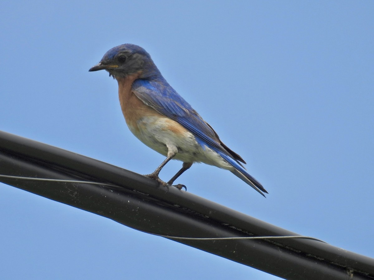 Eastern Bluebird - ML620624476