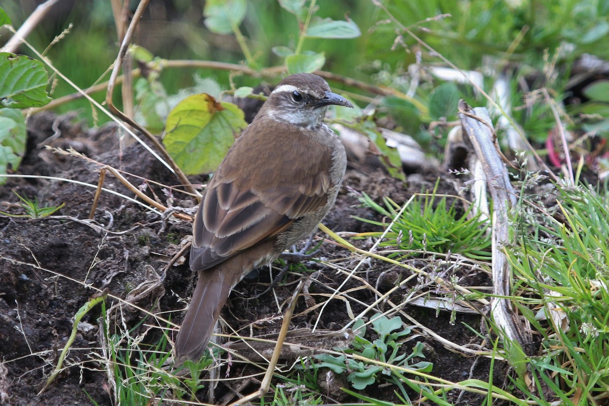 キマユジカマドドリ - ML620624479