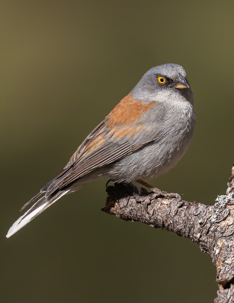 Junco aux yeux jaunes - ML620624480