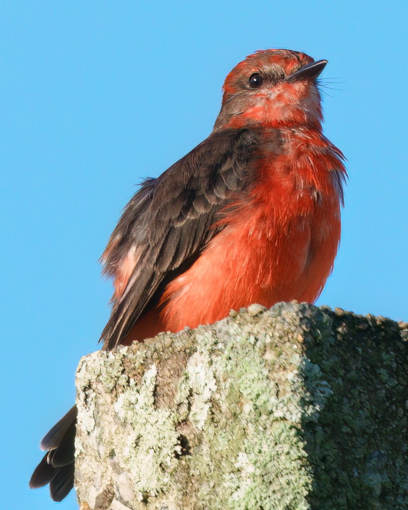 Vermilion Flycatcher - ML620624481