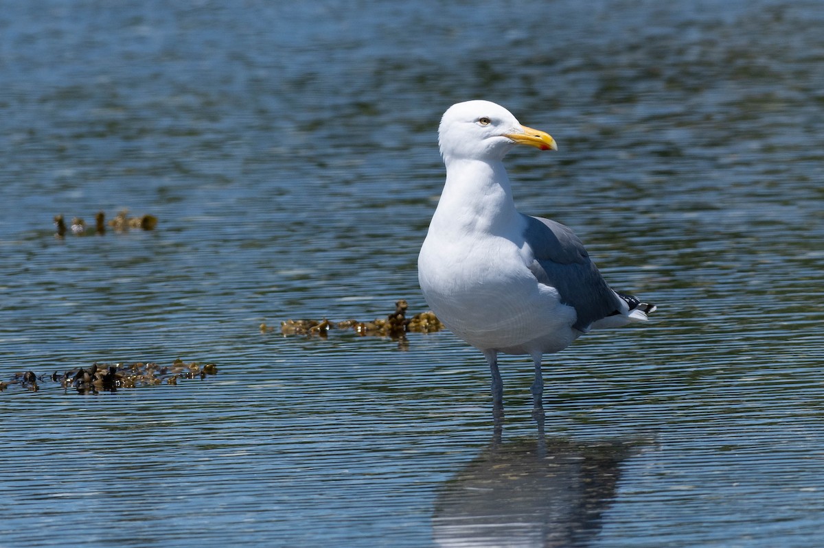 Herring Gull - ML620624484