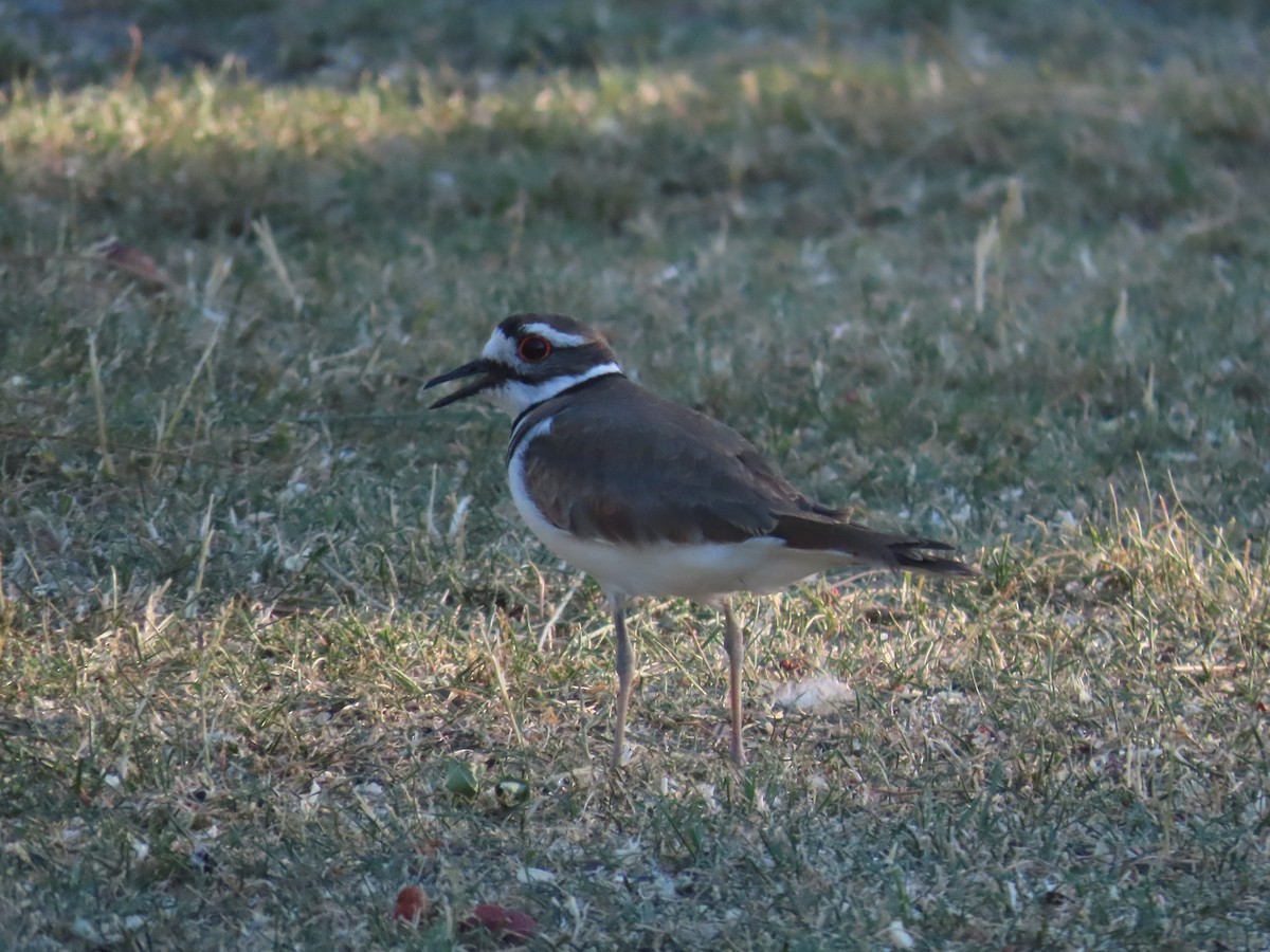 Killdeer - ML620624485