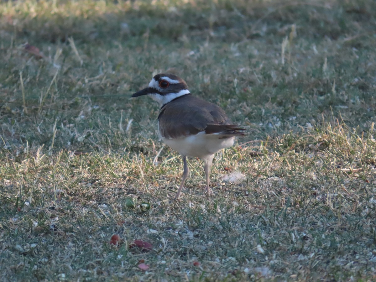 Killdeer - ML620624486