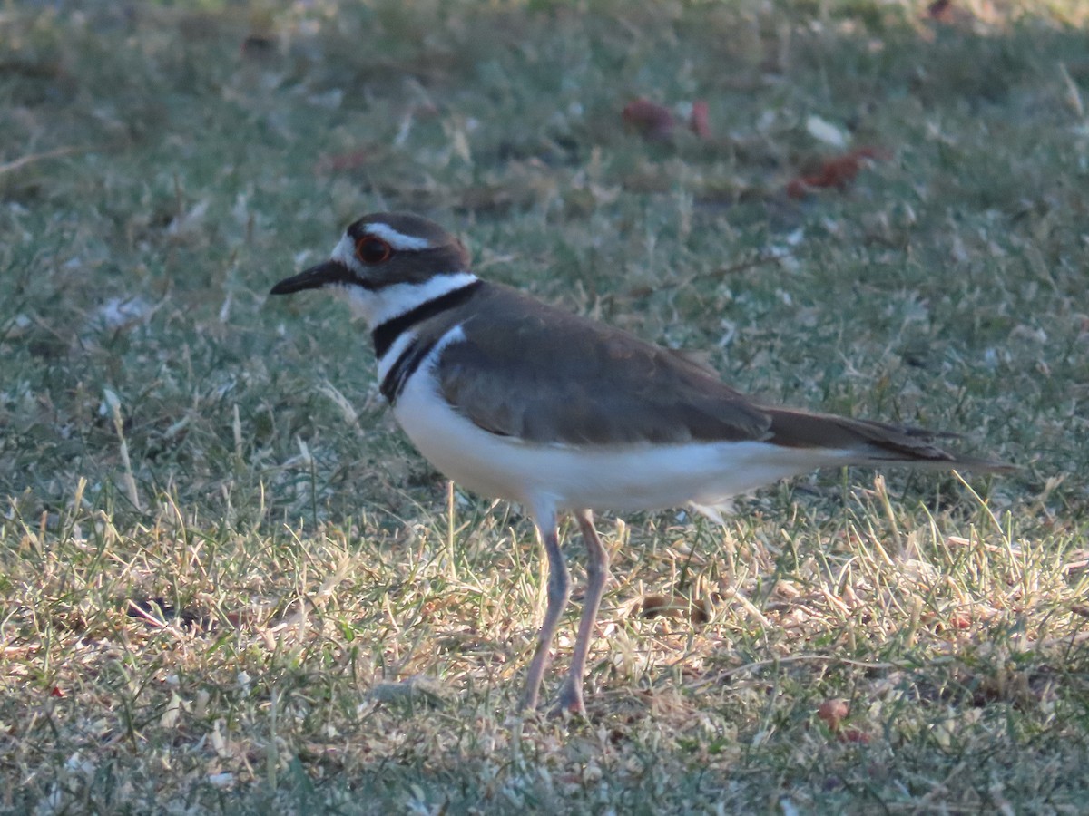 Killdeer - ML620624488