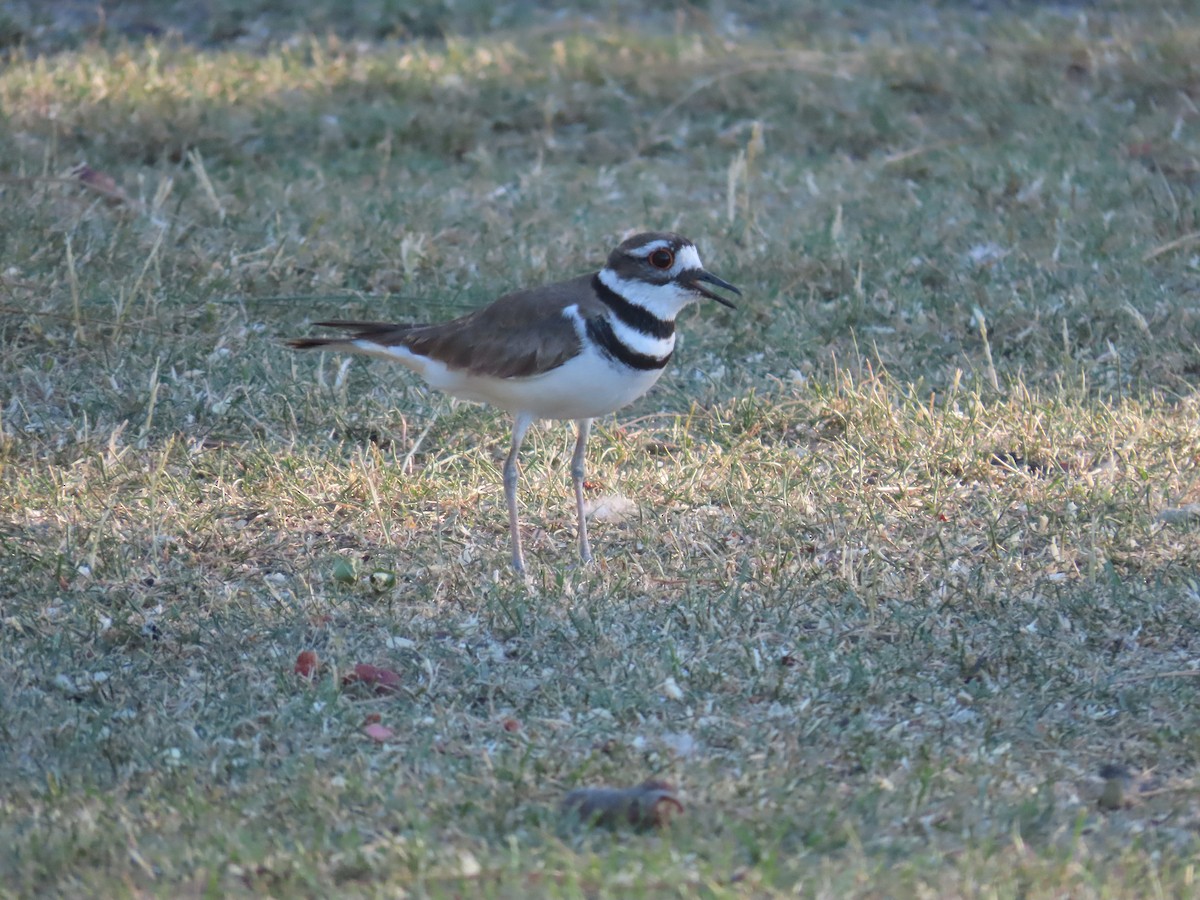 Killdeer - ML620624490