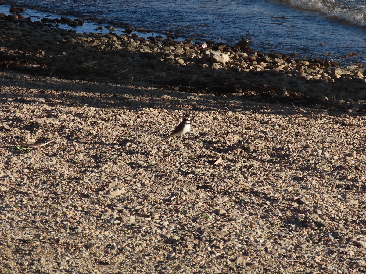 Killdeer - Mabel Bredahl