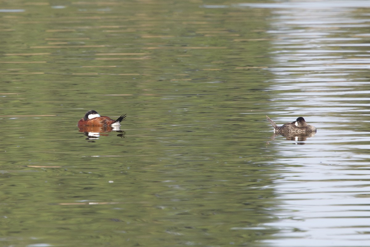 Ruddy Duck - ML620624494