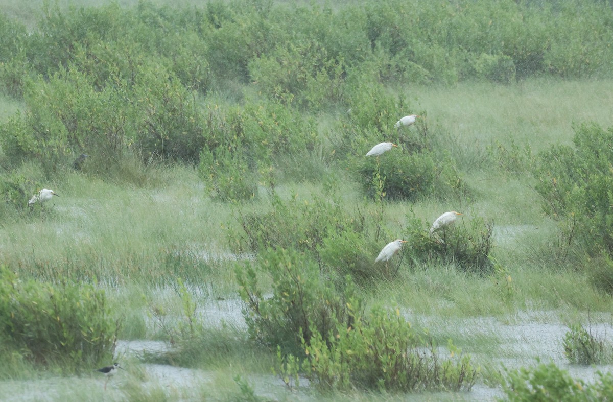 Western Cattle Egret - ML620624495