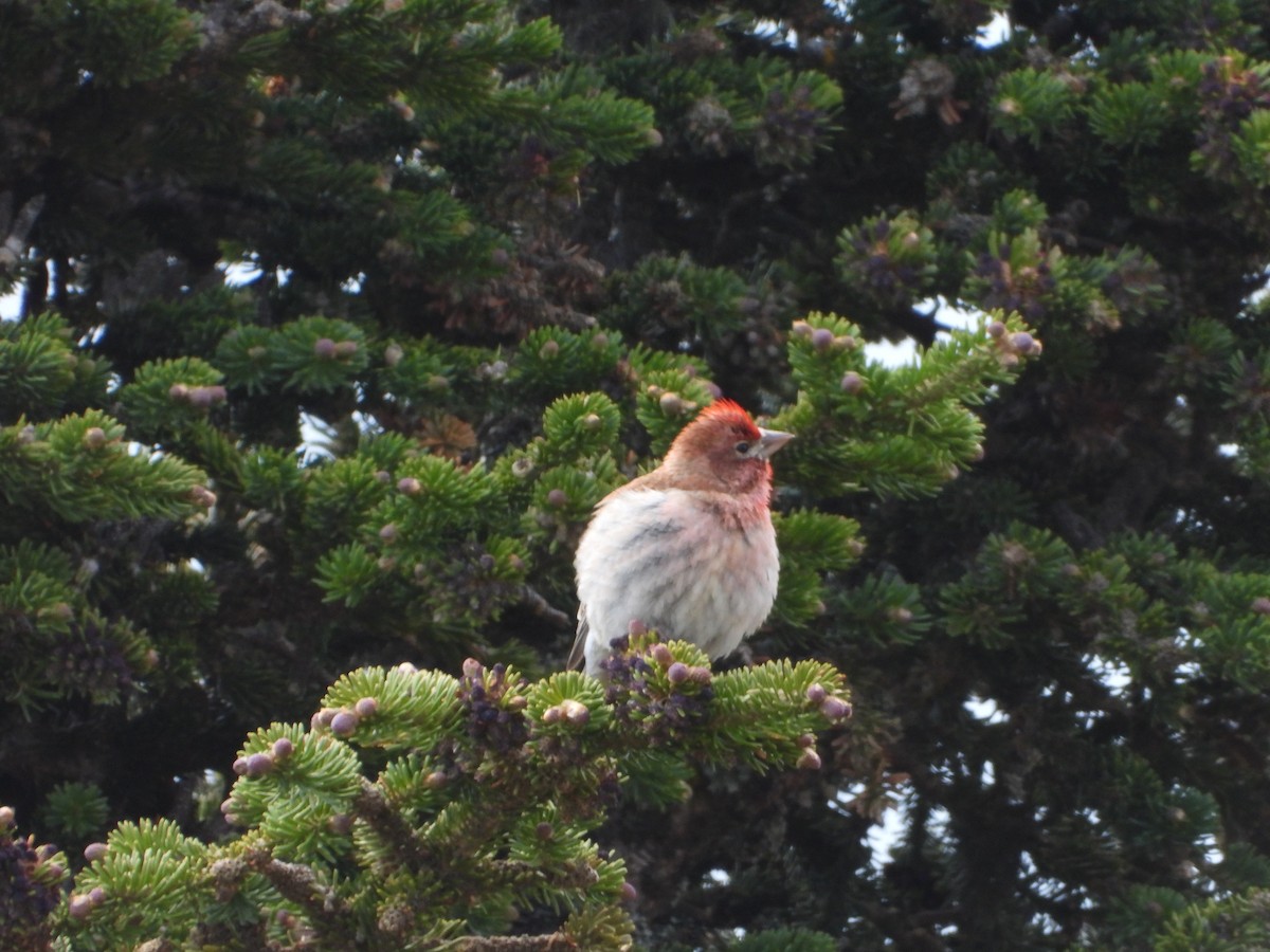 Cassin's Finch - ML620624496