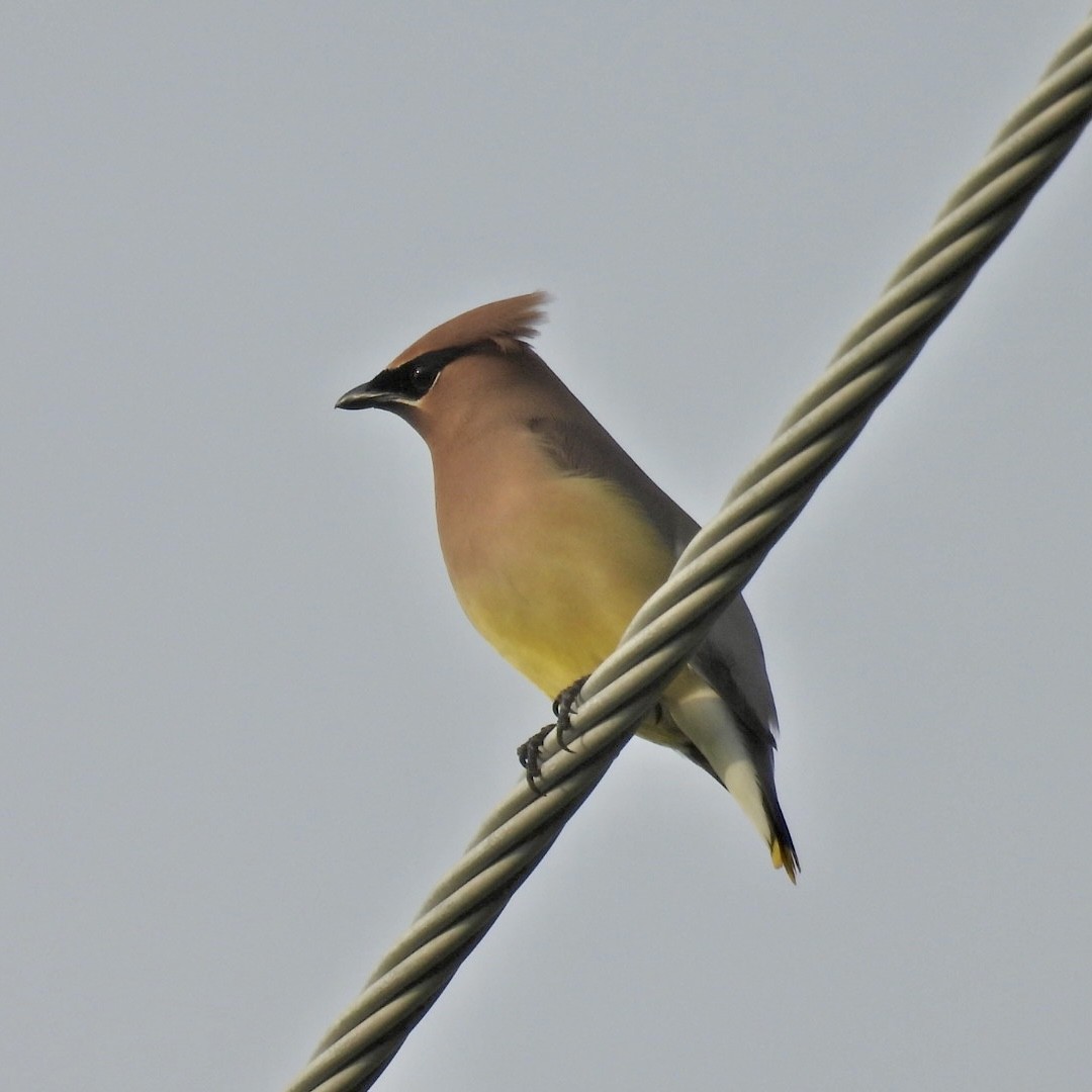 Cedar Waxwing - ML620624497