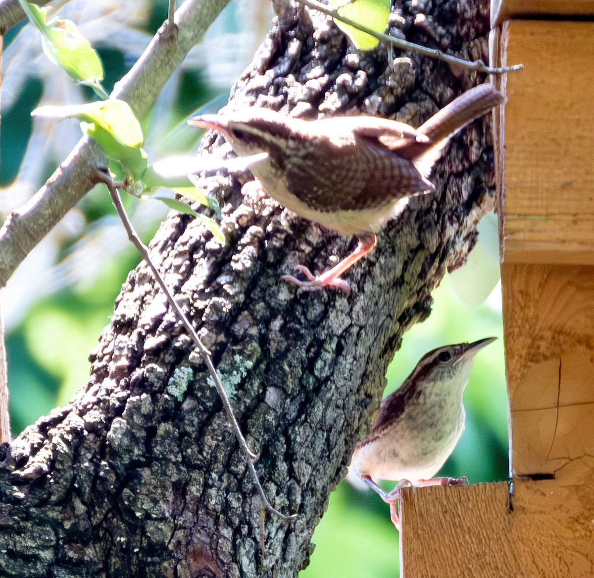 Carolina Wren - Jaya Ramanathan