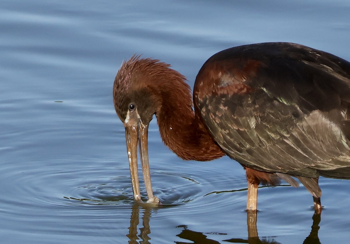 Glossy Ibis - ML620624500