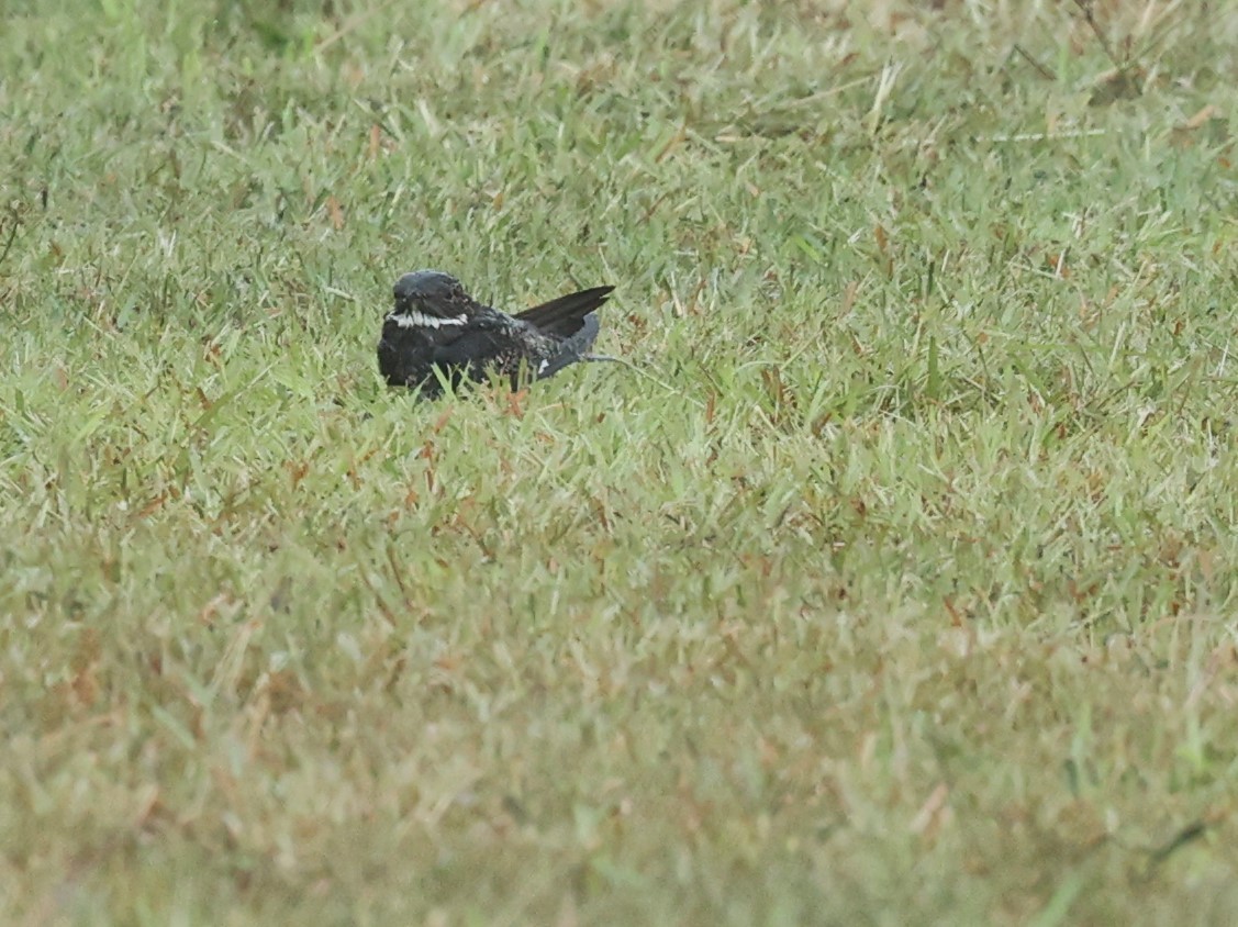 Common Nighthawk - Dennis Cooke