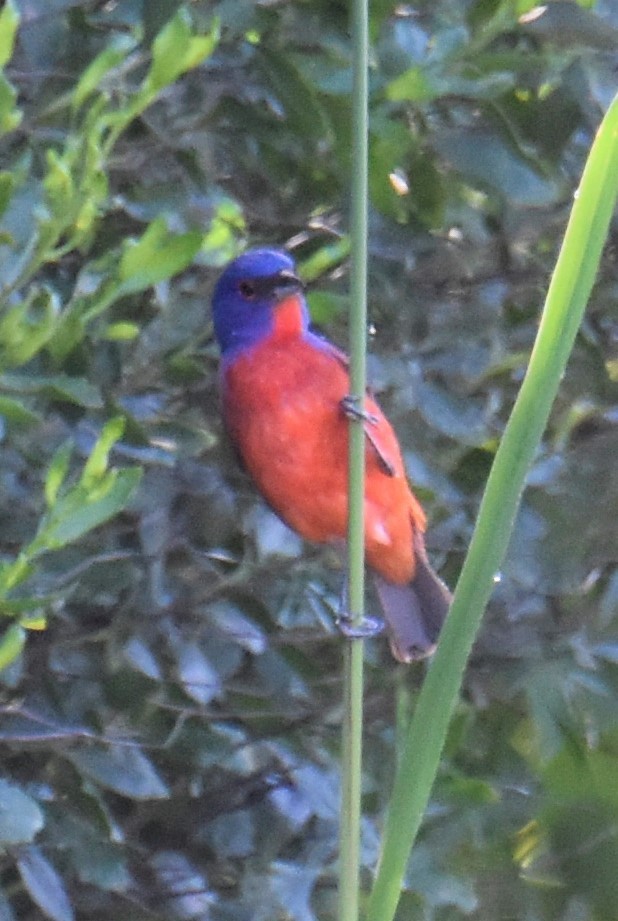 Painted Bunting - ML620624503