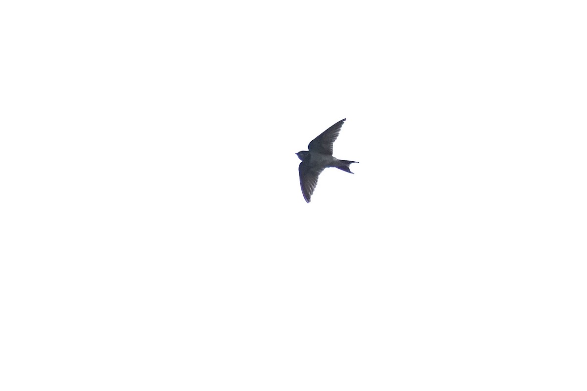 Barn Swallow - ML620624504