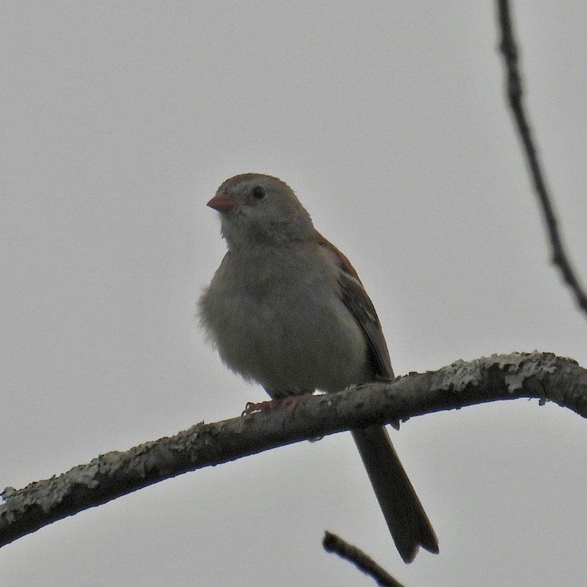 Field Sparrow - ML620624505