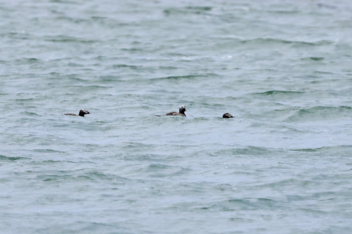 Long-tailed Duck - ML620624507