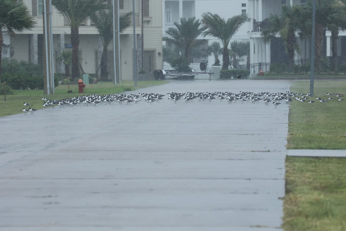 Gaviota Guanaguanare - ML620624510