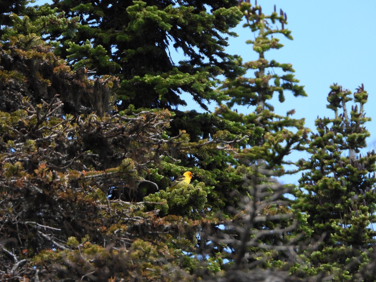 Western Tanager - ML620624511