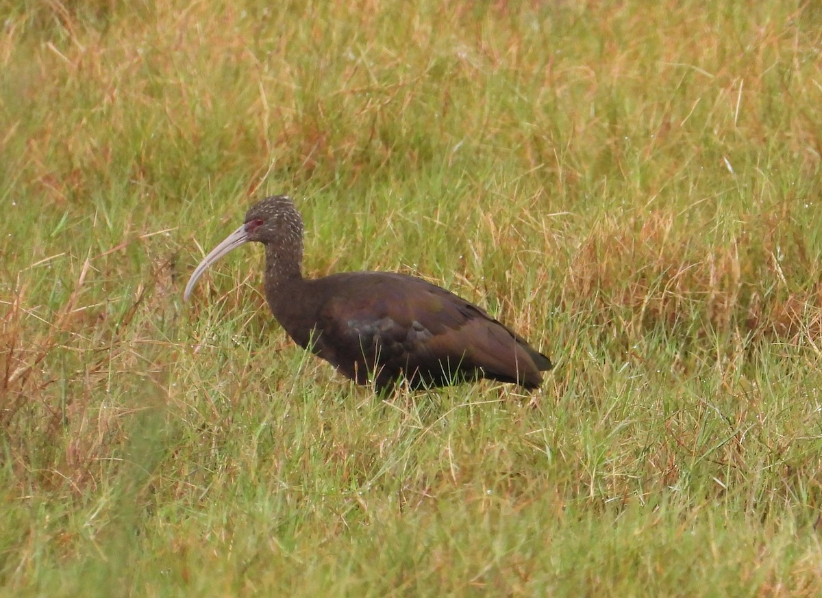 White-faced Ibis - ML620624513