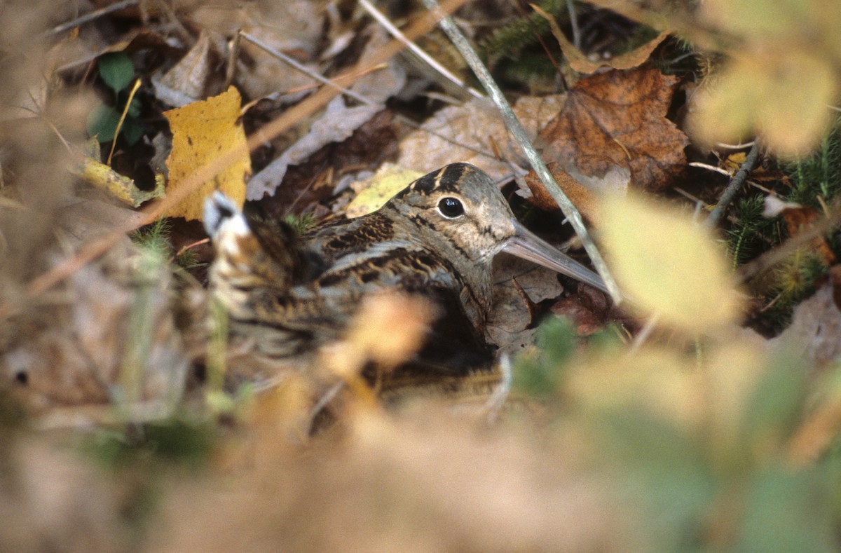 American Woodcock - ML620624514