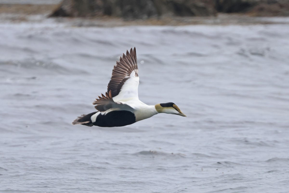 Common Eider - ML620624516