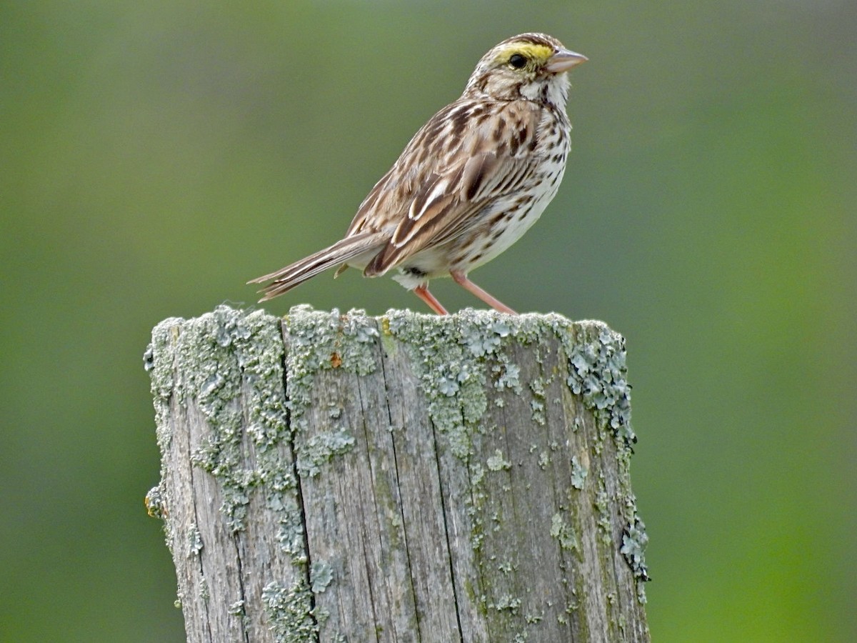 Savannah Sparrow - ML620624519