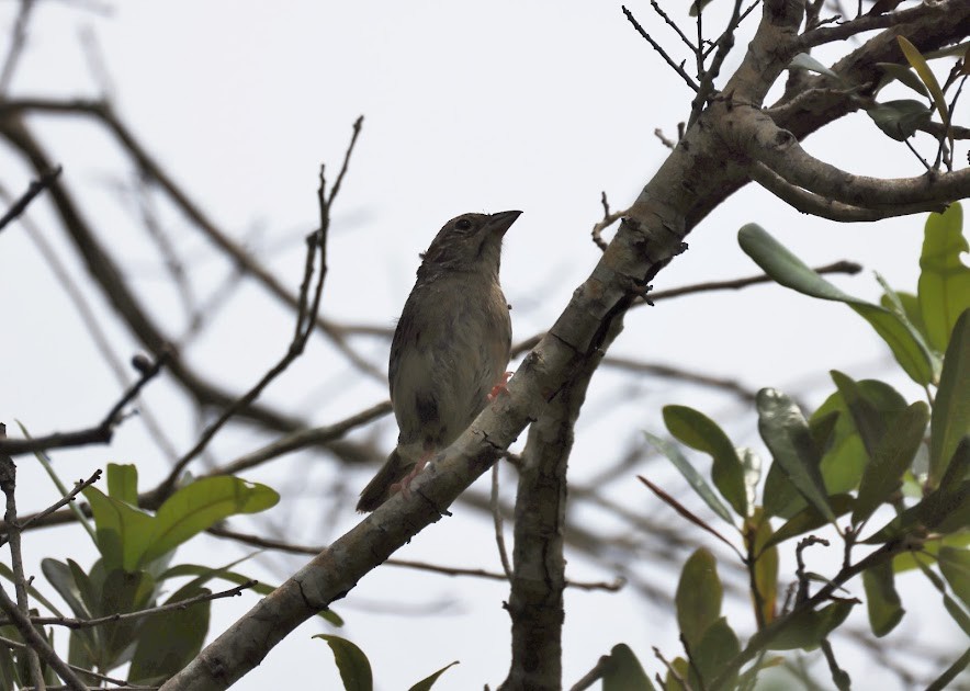 Bachman's Sparrow - ML620624520