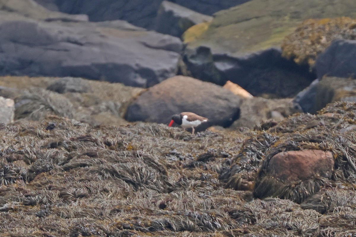 American Oystercatcher - ML620624522