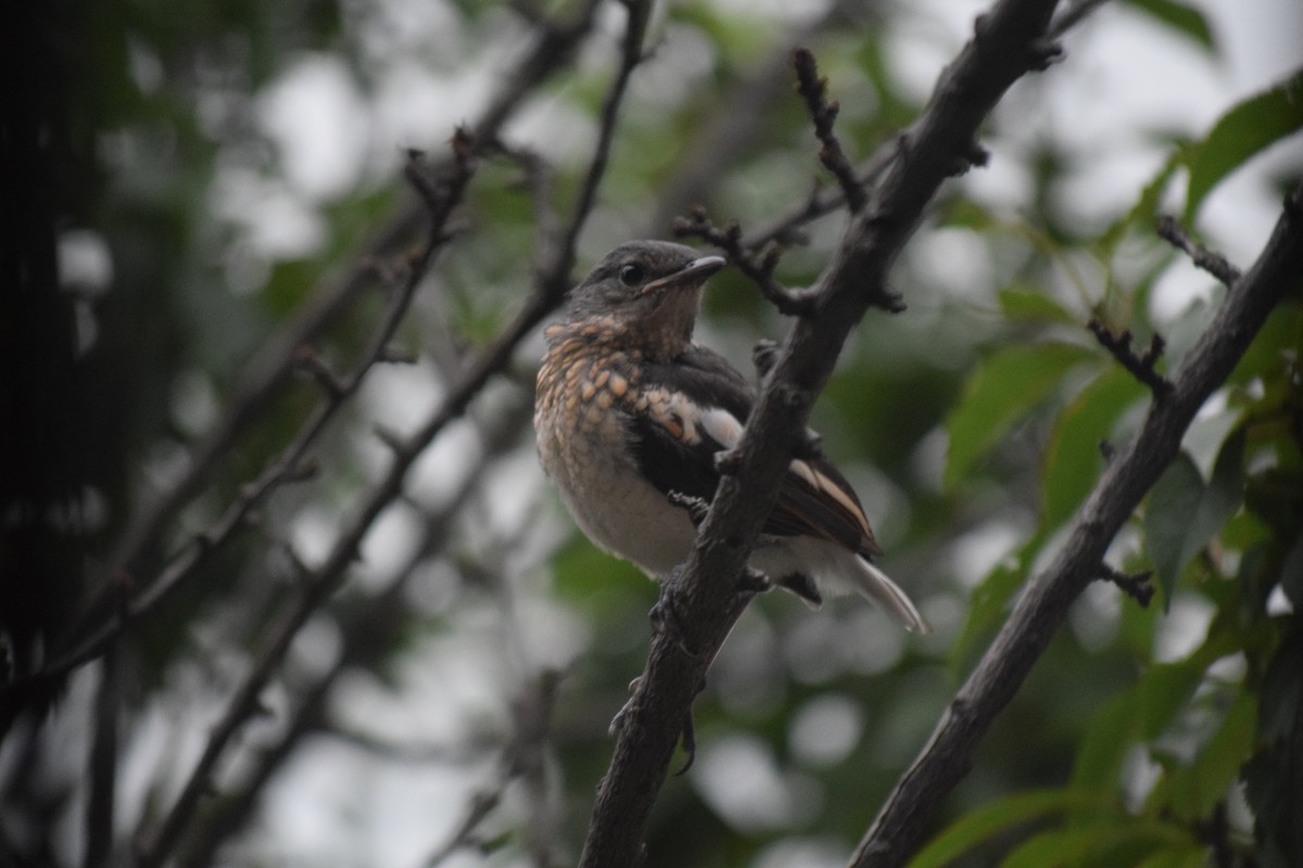 Oriental Magpie-Robin - ML620624525