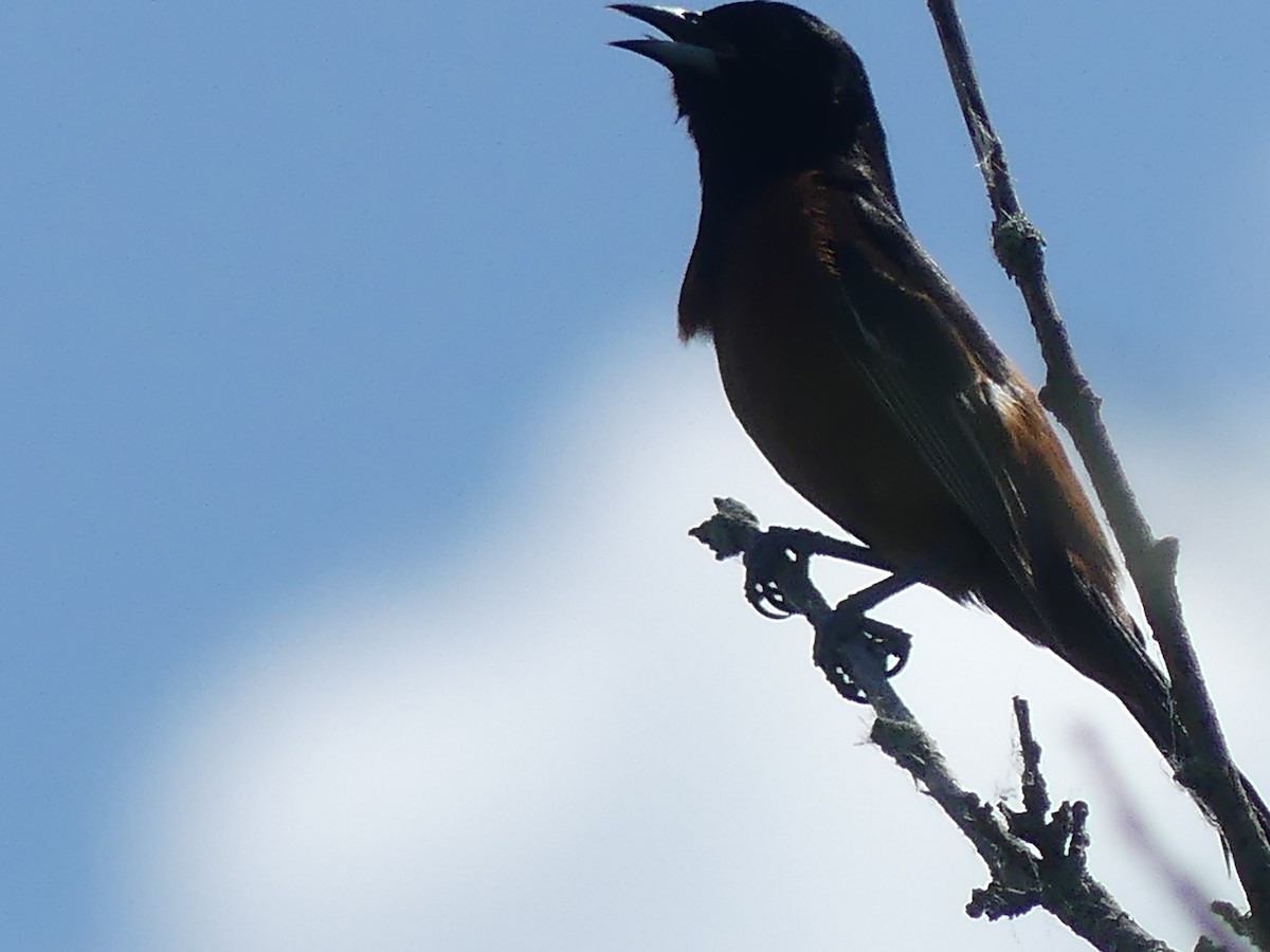 Orchard Oriole - Rebecca Merrill