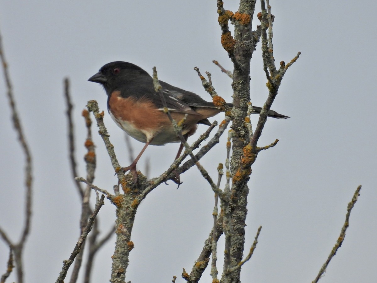 Eastern Towhee - ML620624531