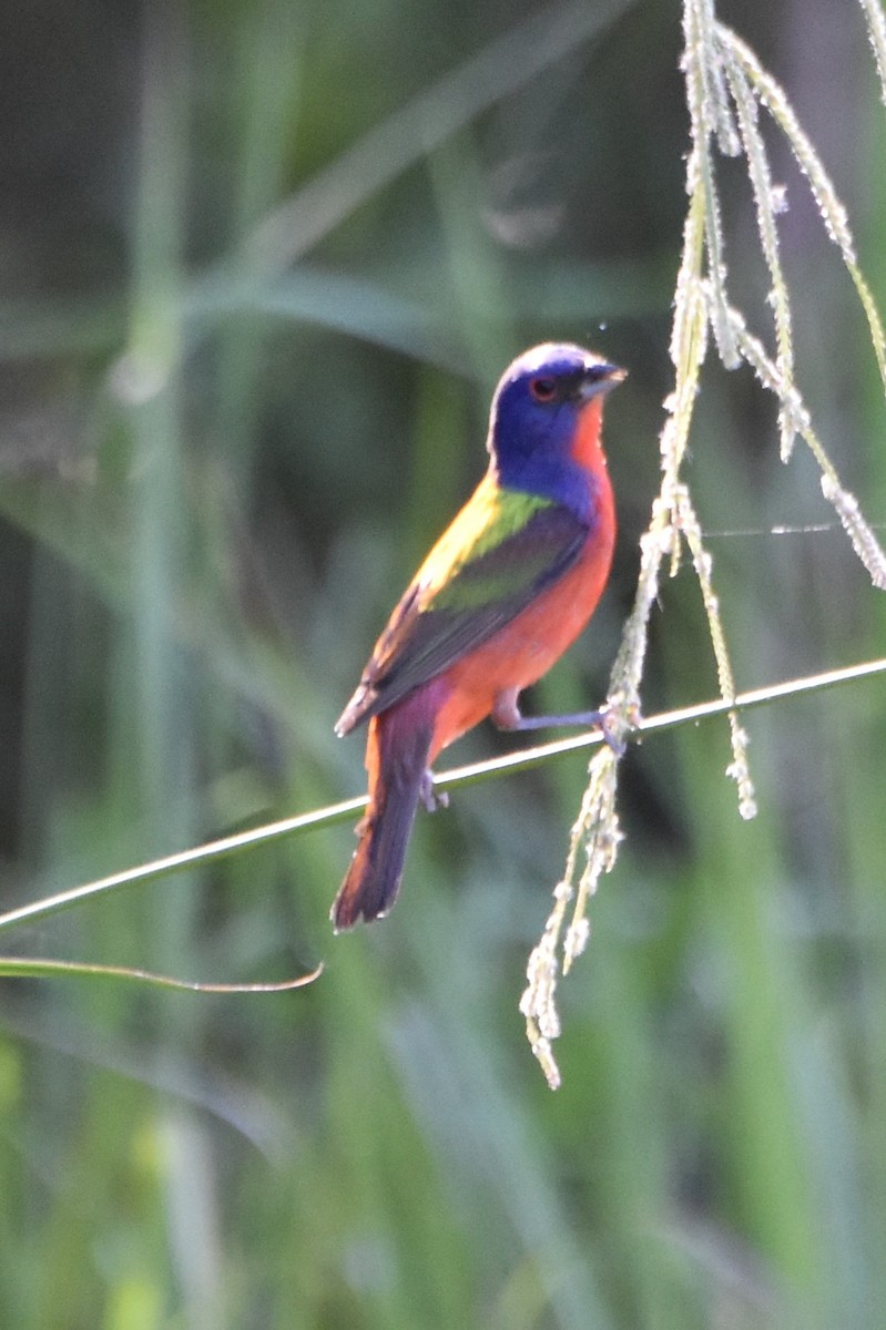 Painted Bunting - ML620624532